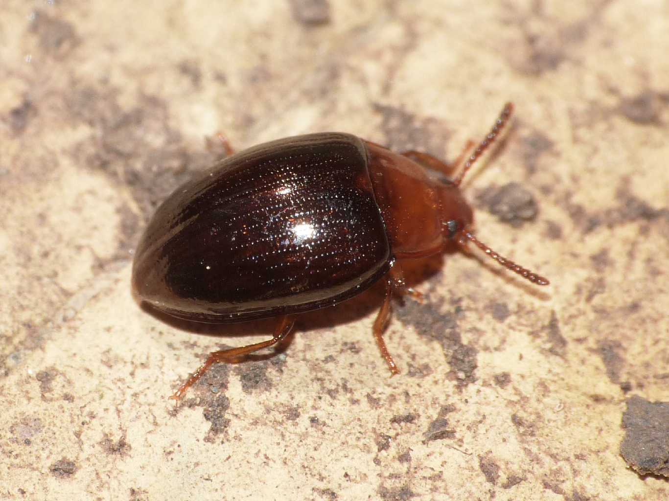 Chrysomelidae? No. Tenebrionidae: Scaphidema metallicum